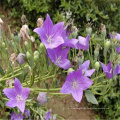 Platycodon grandiflorus